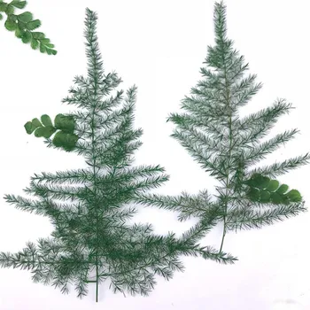 Sušené Zelené Listy Asparagus Setaceus Pro Děti Puzzle Dekorace Zdarma Náklad 120 Ks