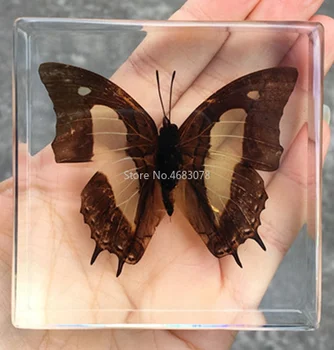 1ks Motýl Hmyz Danaus Genutia V čiré Pryskyřice Vzdělávací Prozkoumat Nástroje Školní Výuky Dodávky 75x75x20mm