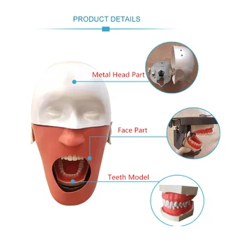 Zubní Školení hlavice Simulace Zuby model Zubaře Vzdělání Praxe Model Hlavy Zubní Výuky Model