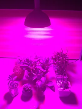 800 Led Světla Rostou Žárovky Růst Rostlin LED Světlo Hydroponie Stan Pěstování Zeleniny Žárovky Skleníkových Květin Rostlin, Osvětlení