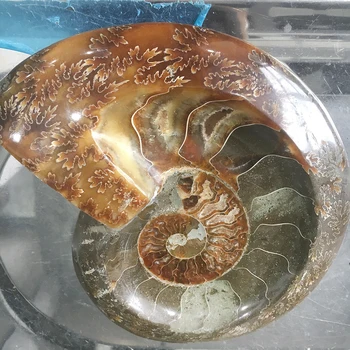 Velké Velikosti! Přírodní Ammonite Zkameněliny Tabáku Jar Minerály Exemplář Kámen Maroko Oceánu Zvířat Šnečí Ulita Popelník Pro Kuřáky