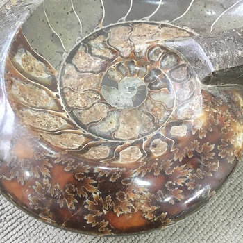 Velké Velikosti! Přírodní Ammonite Zkameněliny Tabáku Jar Minerály Exemplář Kámen Maroko Oceánu Zvířat Šnečí Ulita Popelník Pro Kuřáky