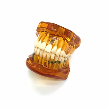 Zubní Patologické Zuby Model zubů implantát obnovení model pro zubaře učení Učební Obor