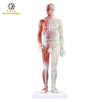 Mužské Lidská Akupunkturní Body&Muscle Model Akupunkturní Bod Model Čínské Tělo Modelu pro Akupunkturní Bod Svalové Anatomie Model