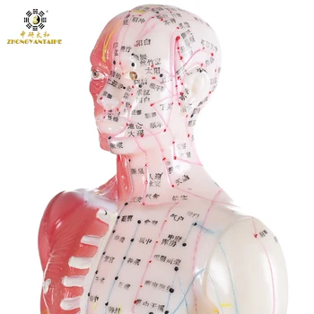 Mužské Lidská Akupunkturní Body&Muscle Model Akupunkturní Bod Model Čínské Tělo Modelu pro Akupunkturní Bod Svalové Anatomie Model