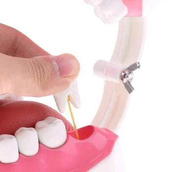 Zuby Modelu a Kartáček na zuby s High-Grade Zuby Výuky Model Model